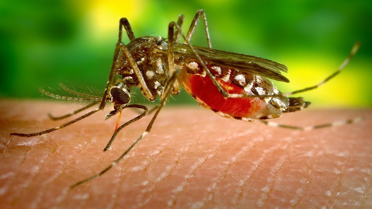بعوضة تنقل الحمى بعوضة تنقل الحمى